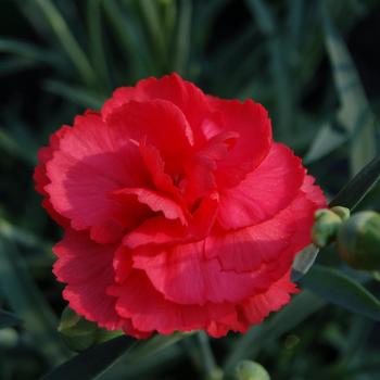 Dianthus Premier™ 'Rosebud' (188000)