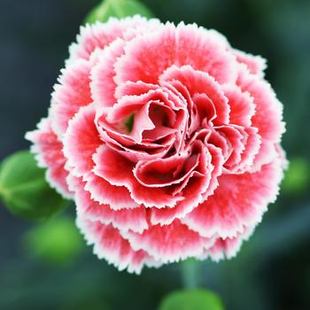 Dianthus Scent First® 'Coral Reef' (188007)