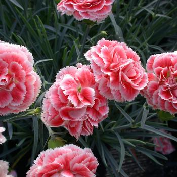 Dianthus Scent First® 'Coral Reef' (188008)