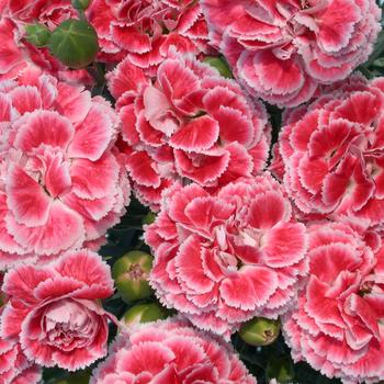 Dianthus Scent First® 'Coral Reef' (188009)