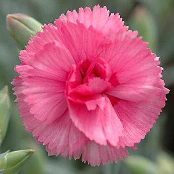 Dianthus Scent First® 'Eternity' (188010)