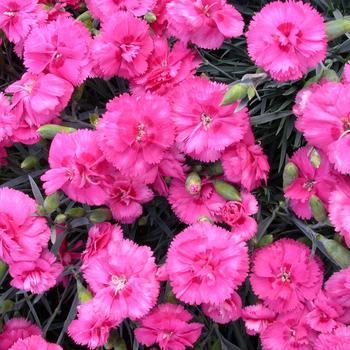 Dianthus Scent First® 'Eternity' (188012)