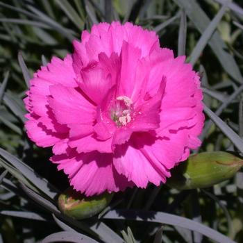 Dianthus Scent First® 'Tickled Pink' (188013)