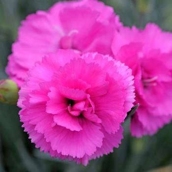 Dianthus Scent First® 'Tickled Pink' (188014)