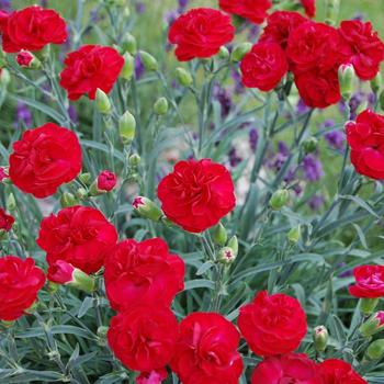 Dianthus Scent First® 'Passion' (188021)