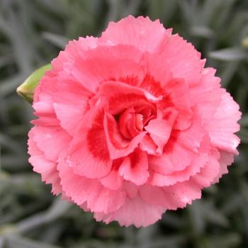 Dianthus Scent First® 'Romance' (188022)