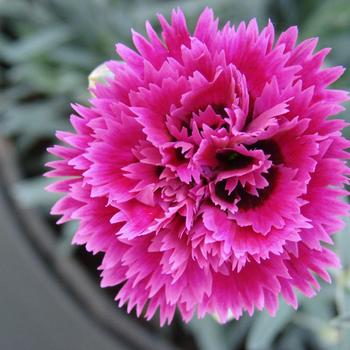 Dianthus Star Double™ 'Starlette' (188029)