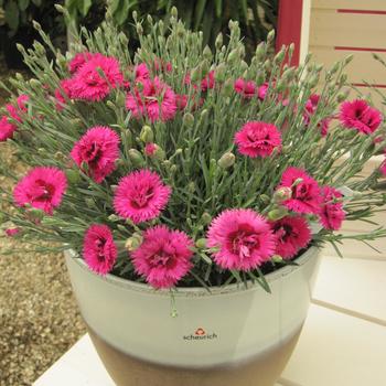 Dianthus Star Double™ 'Starlette' (188030)