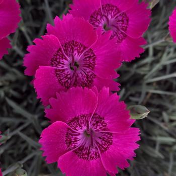 Dianthus Star Single™ 'Neon Star Improved' (188498)