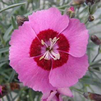 Dianthus Star Single™ 'Peppermint Star' (188500)
