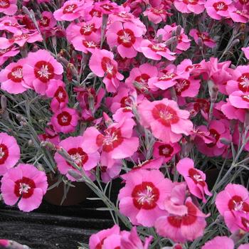 Dianthus Star Single™ 'Peppermint Star' (188501)