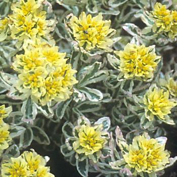 Euphorbia epithymodies Watersaver™ 'First Blush' (188572)