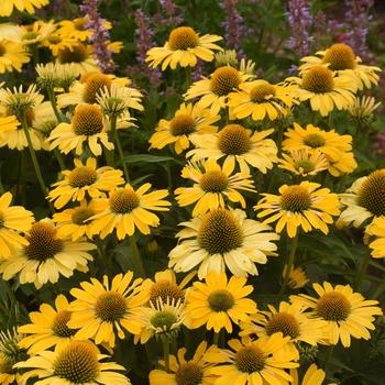 Echinacea Color Coded™ 'Yellow My Darling' (189126)