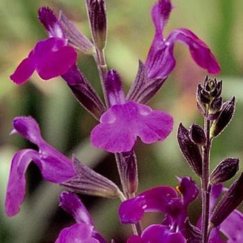 Salvia greggii 'Ultra Violet' (189399)