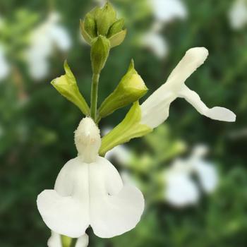 Salvia x jamensis VIBE® 'Ignition White' (189405)
