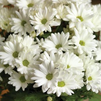Chrysanthemum indicum 'Shasta™ White' (190034)