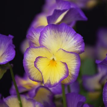 Viola MagnifiScent® 'Sweetheart' (191405)