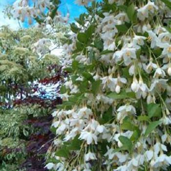Styrax japonicus 'Fragrant Fountain' (191441)