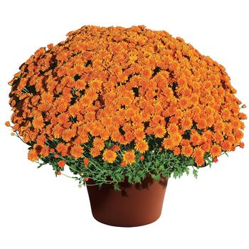 Chrysanthemum x morifolium 'Aubrey™ Orange' (191480)
