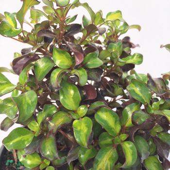 Coprosma repens Waxwing™ 'Lime' (191921)