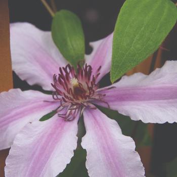 Clematis 'Double Rose™' (192433)
