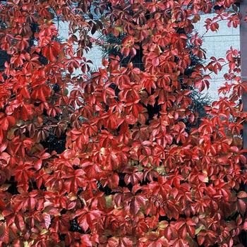 Parthenocissus quinquefolia 'Red Wall®' (192663)