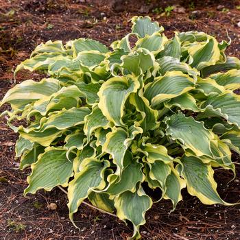 Hosta Shadowland® 'Voices in the Wind' (193721)