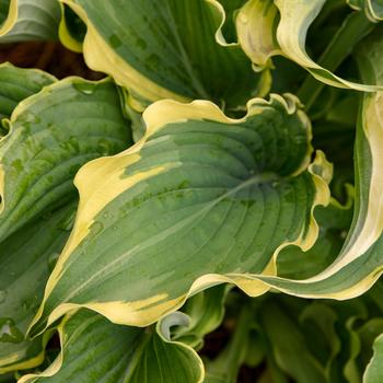 Hosta Shadowland® 'Voices in the Wind' (193723)