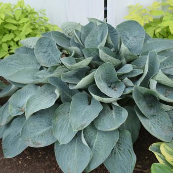Hosta Shadowland® 'Above the Clouds' (193729)