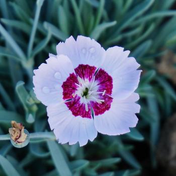 Dianthus Mountain Frost™ 'Ruby Snow' (193928)