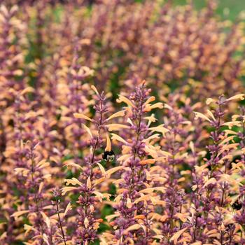 Agastache Meant to Bee™ 'Queen Nectarine' (195586)