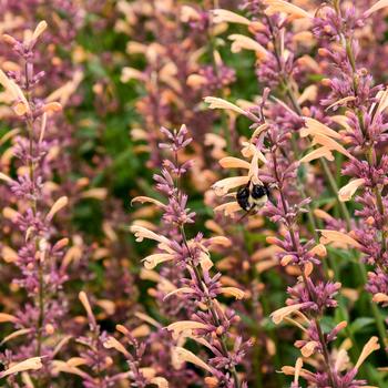 Agastache Meant to Bee™ 'Queen Nectarine' (195587)