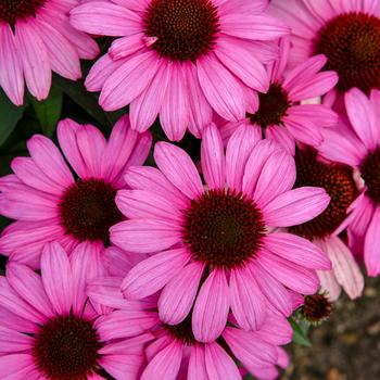 Echinacea Color Coded® 'The Fuchsia is Bright' (195904)