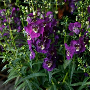 Angelonia angustifolia Angelissa™ 'Purple' (196843)