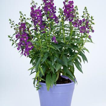 Angelonia angustifolia Angelissa™ 'Purple' (196845)