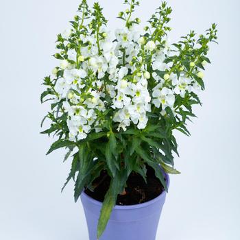 Angelonia angustifolia Angelissa™ 'White' (196849)
