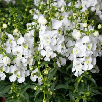 Angelonia angustifolia Angelissa™ 'White' (196850)