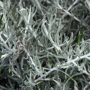 Helichrysum italicum 'Silver Threads' (197654)