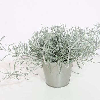 Helichrysum italicum 'Silver Threads' (197656)