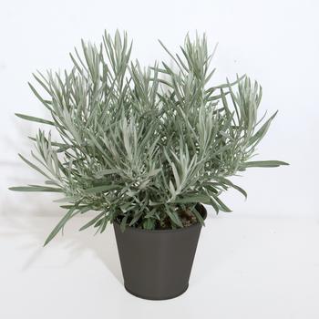 Helichrysum italicum 'Silver Ribbon' (197659)