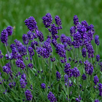 Lavandula angustifolia 'Lavance Deep Purple' (202127)