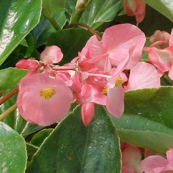 Begonia Dragon Wing® 'Pink' (204704)