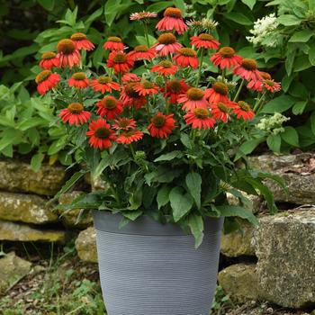 Echinacea Artisan™ 'Ombre Red' (205998)