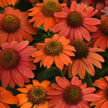 Echinacea Artisan™ 'Ombre Red' (205999)