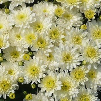 Chrysanthemum grandiflorum 'Moonglow White' (207634)