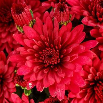 Chrysanthemum grandiflorum 'Morgana Red' (207686)
