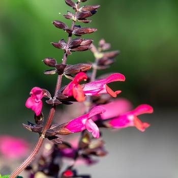 Salvia x guaranitica Bodacious® 'Jammin' Jazzberry' (207929)