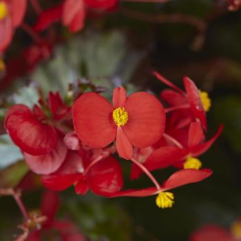Begonia Hula™ 'Red' (211272)