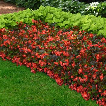 Begonia Hula™ 'Red' (211274)