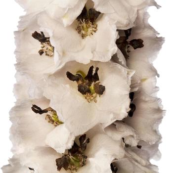 Delphinium elatum Delphina™ 'White Black Bee' (211602)